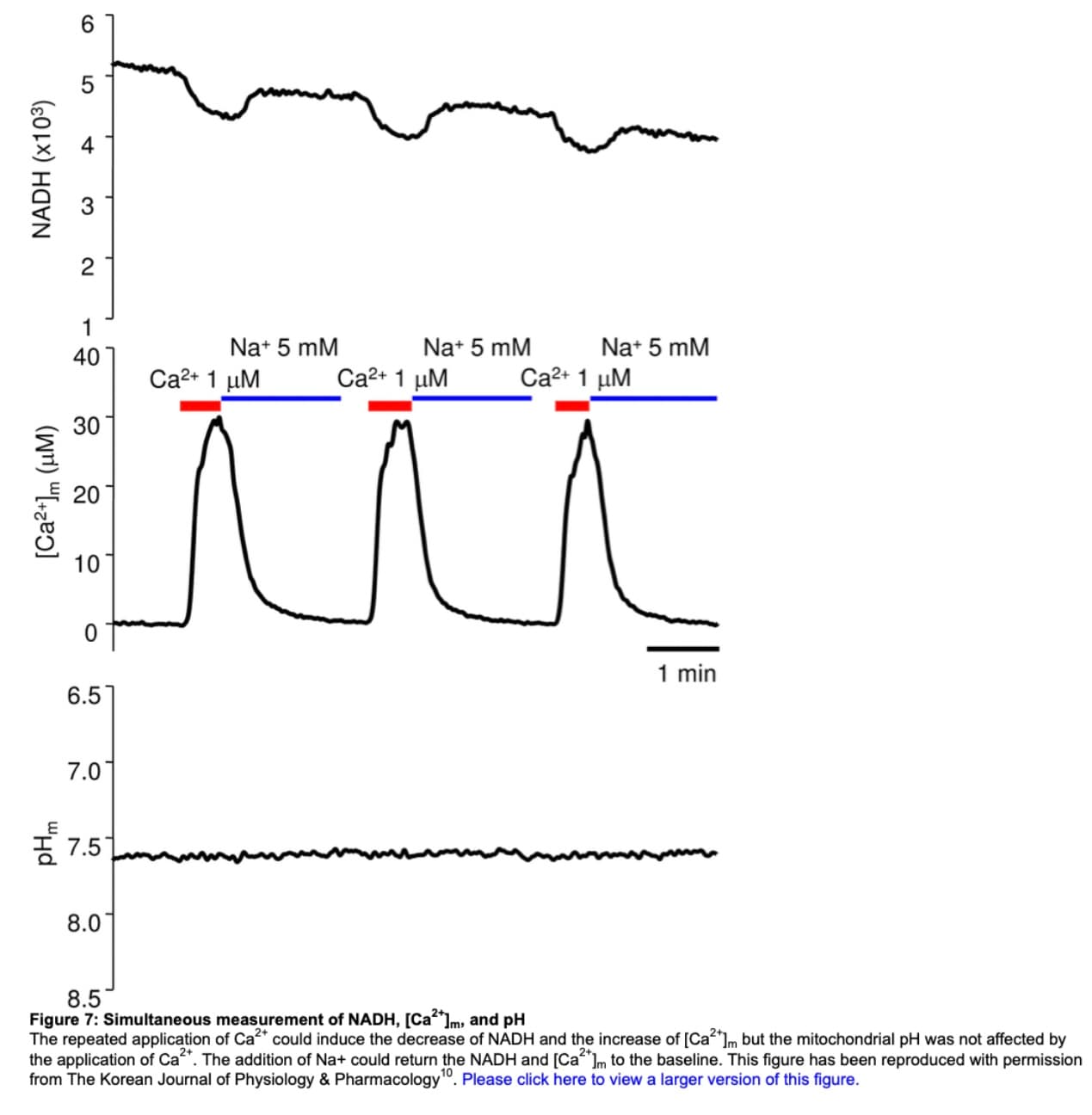 Simultaneous measurement of NADH, [Ca²⁺]ₘ, and pH