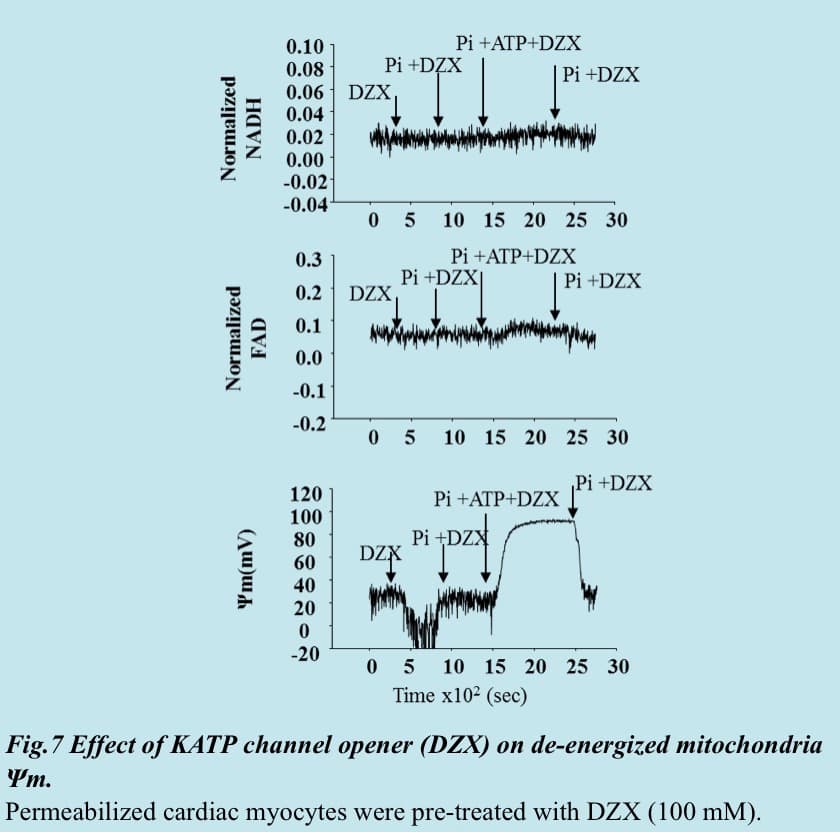 Effect of KATP channel opener (DZX) on de-energized mitochondria