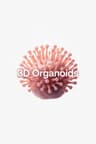 3D Organoids